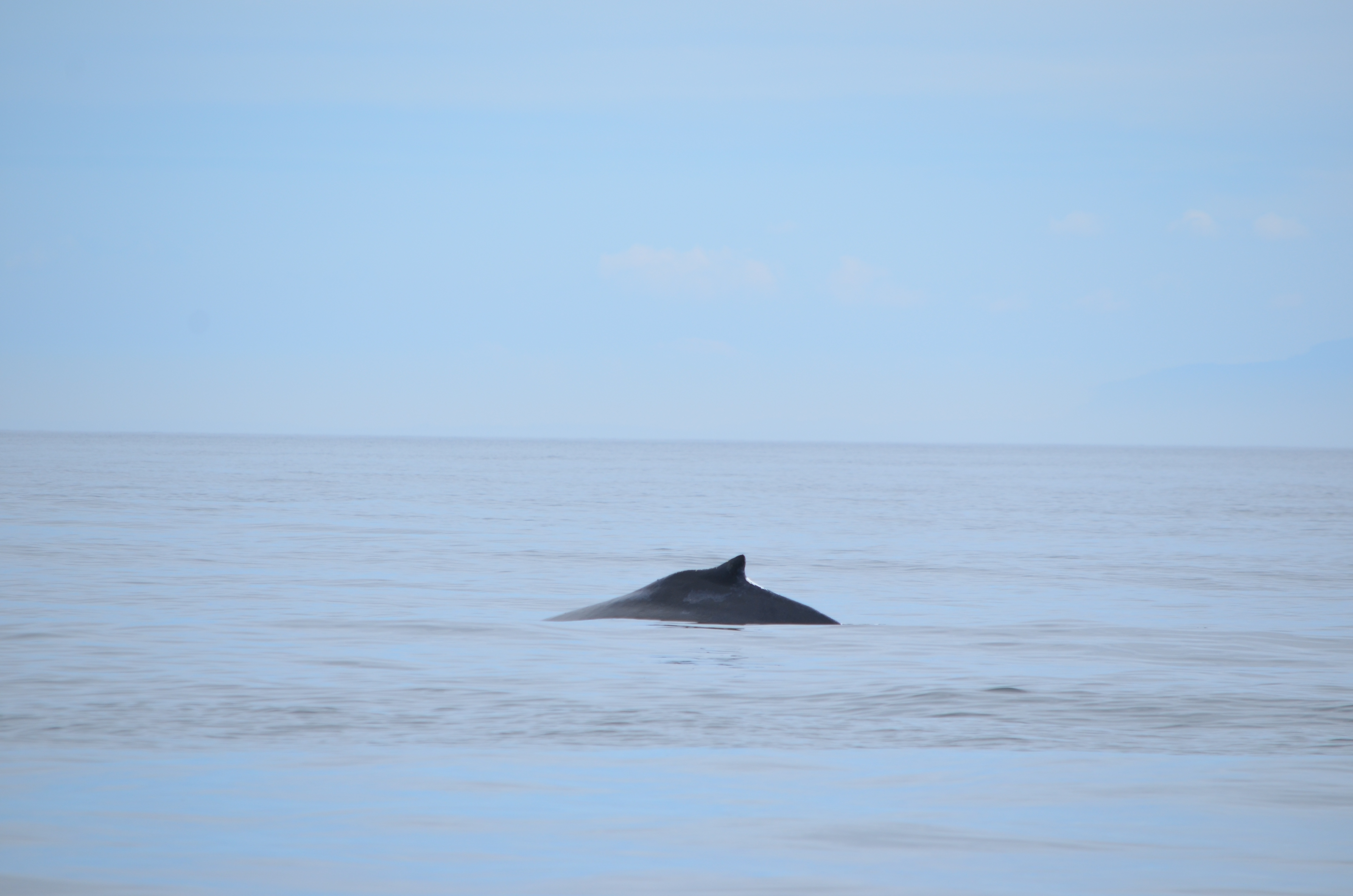 photos/wildlife/Mammal_Species/Humpback Whale/DSC_0098.JPG
